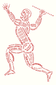 Anatomy image made up of the names of muscles 