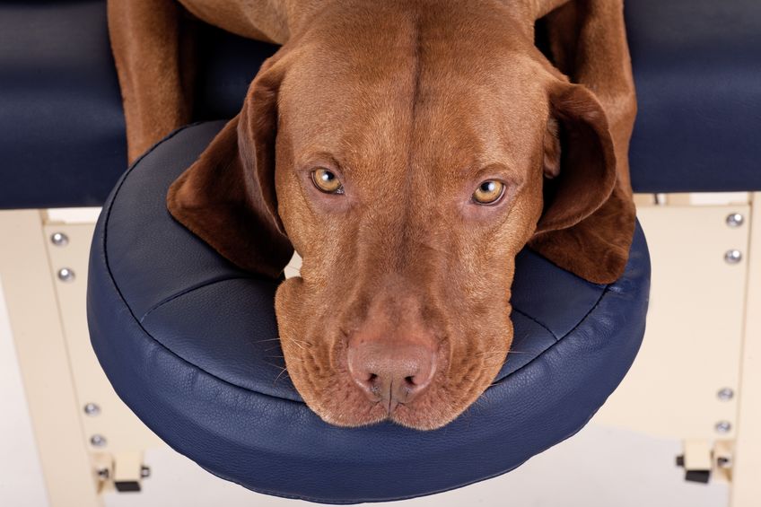 Dog rests its head on a massage table.