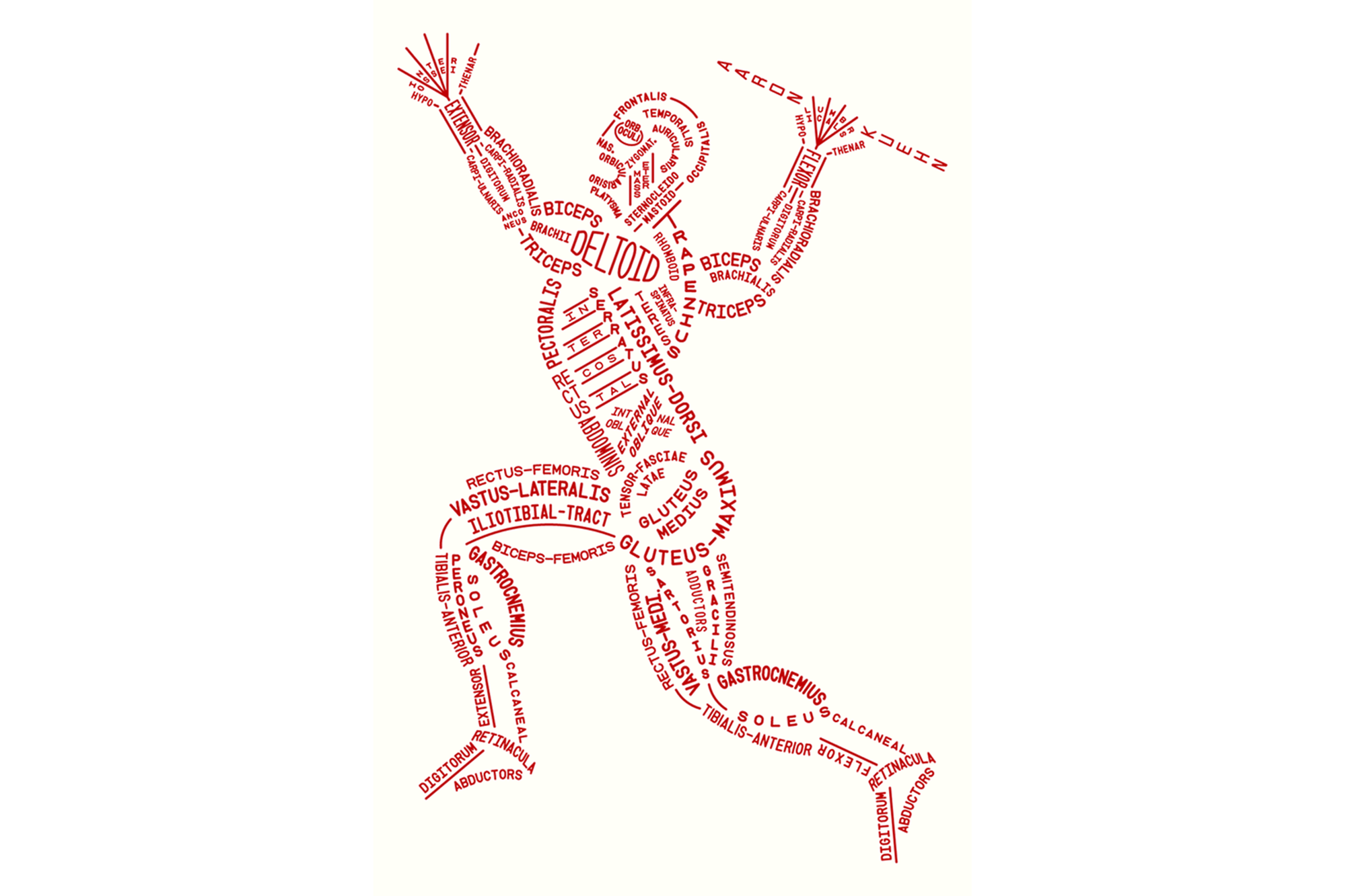 Anatomy drawing made up of the names of muscles 